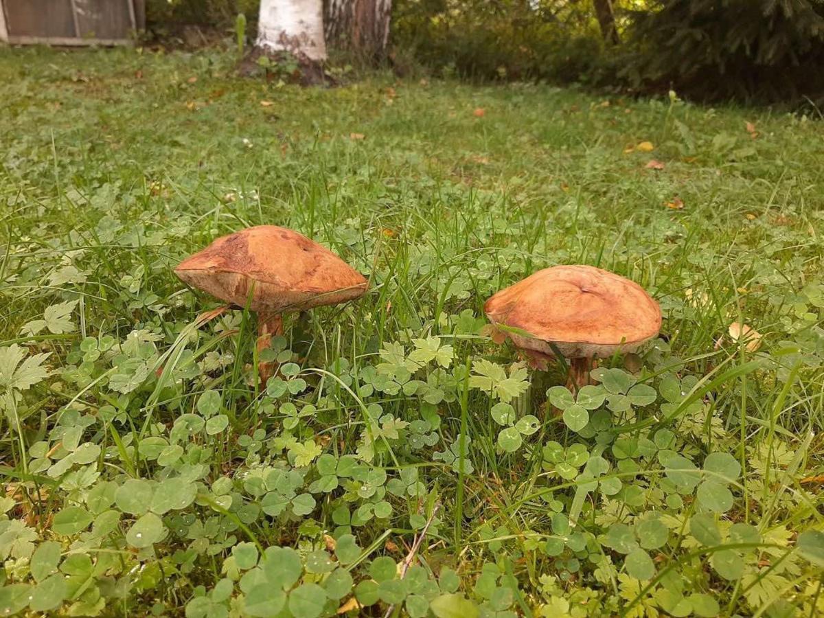 Zelena Sadyba Bila Stavka Yaremche Exterior foto